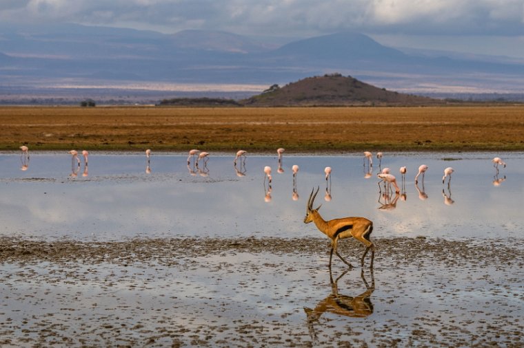 088 Amboseli Nationaal Park.jpg